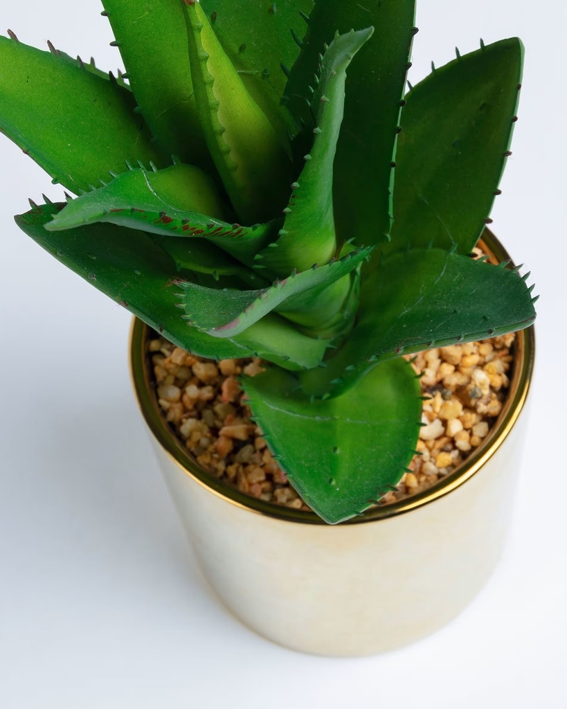 AGAVE