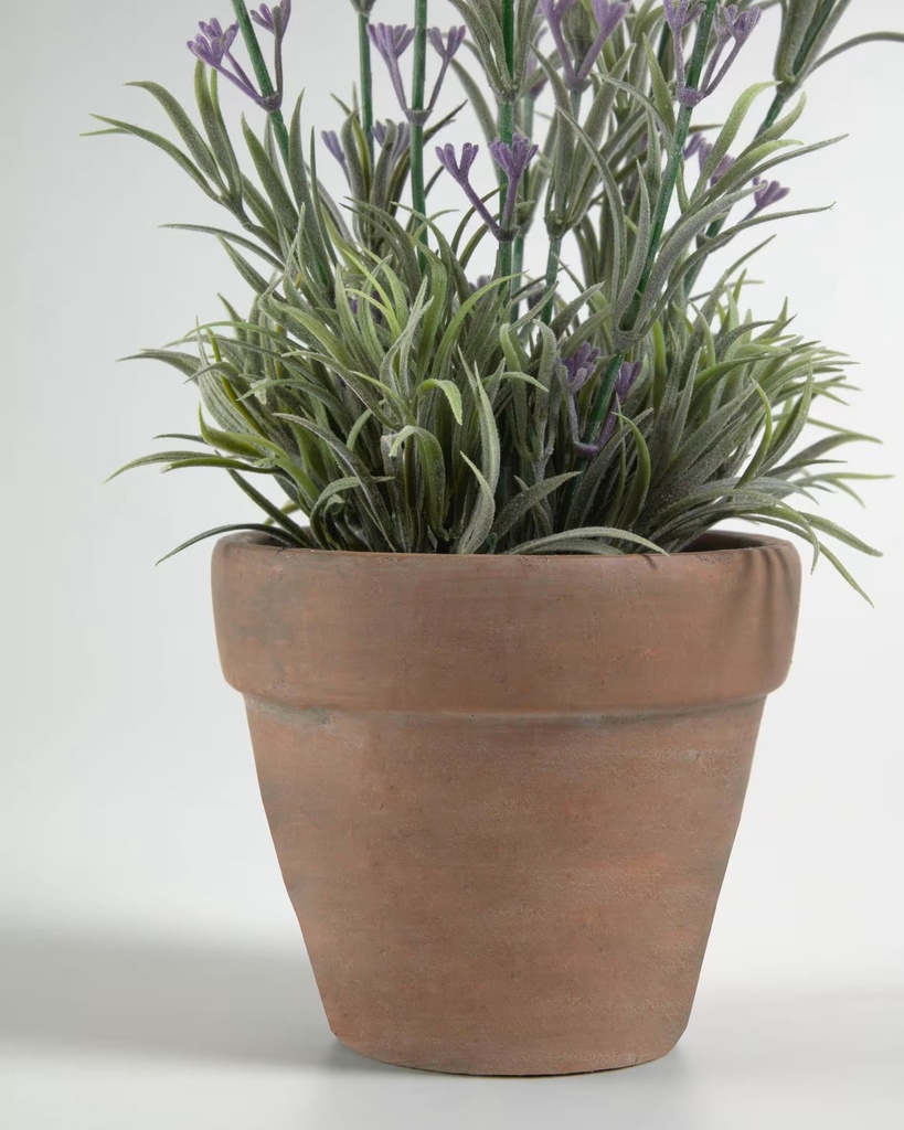 LAVANDA