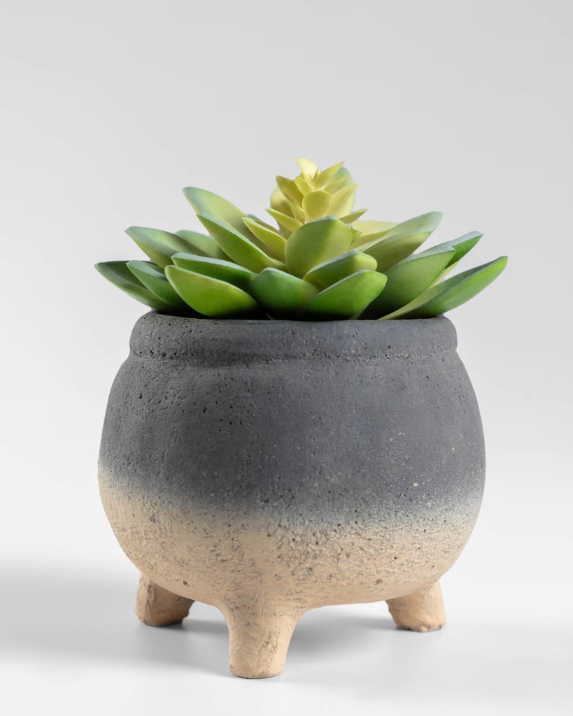 SEDUM