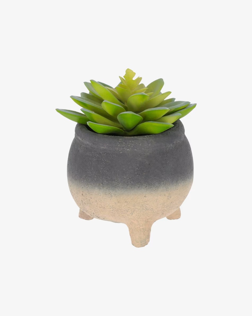 [AA5664] SEDUM