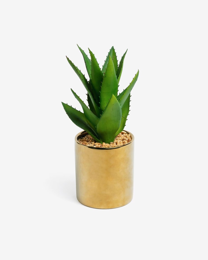 [AA3960] AGAVE
