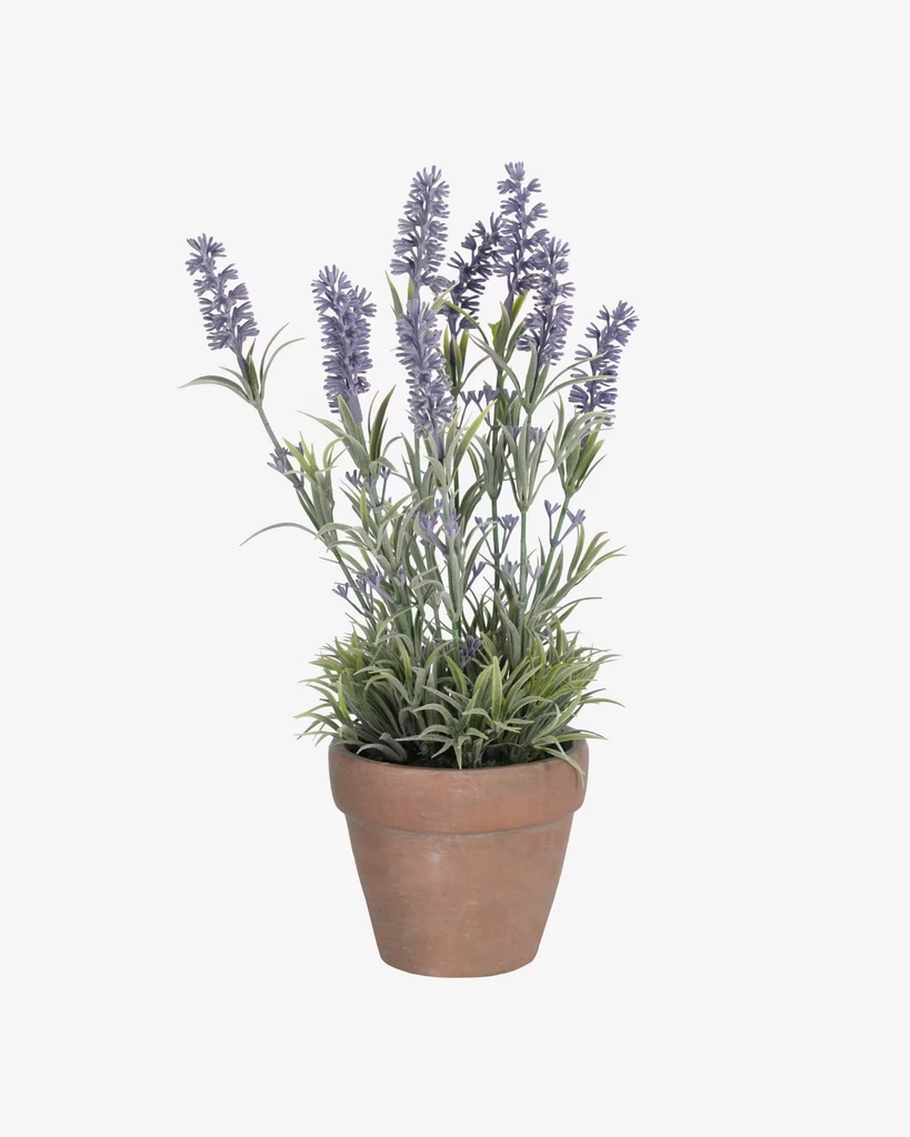 [AA6331] LAVANDA